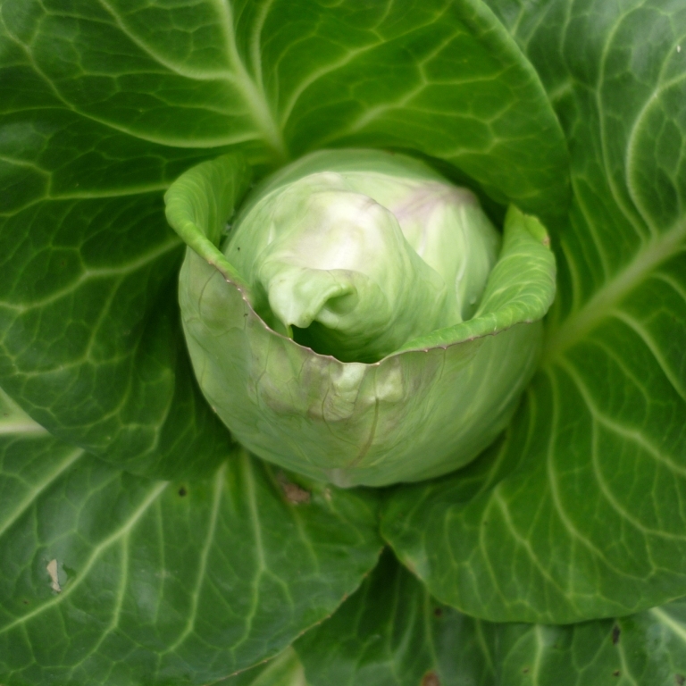 Cabbages are cool
