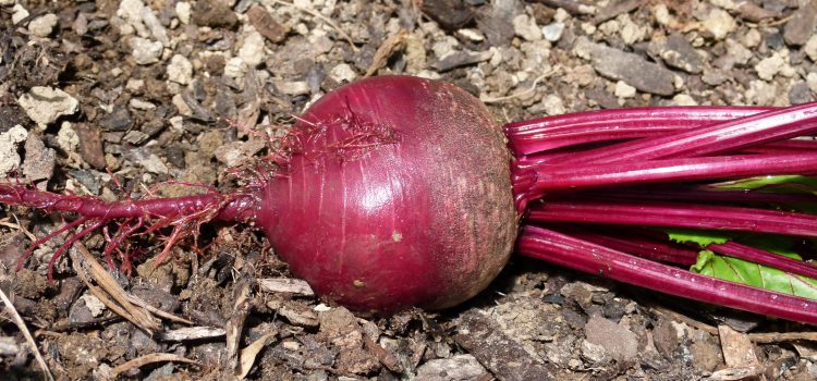 Bold as Beetroot