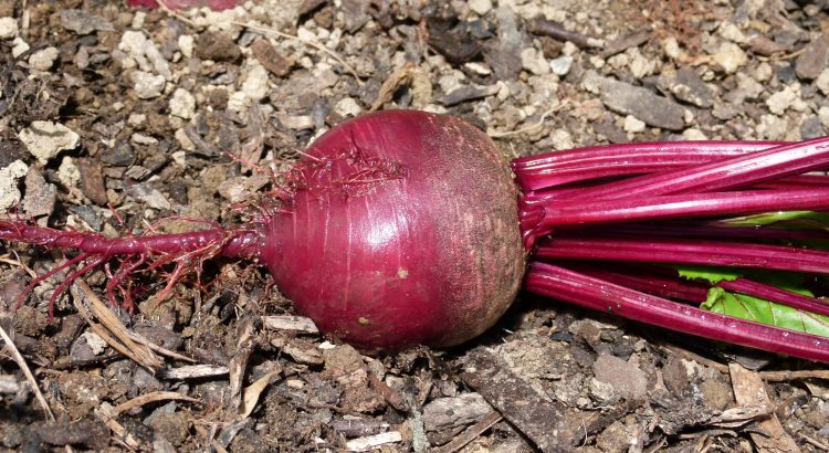 Bold as Beetroot